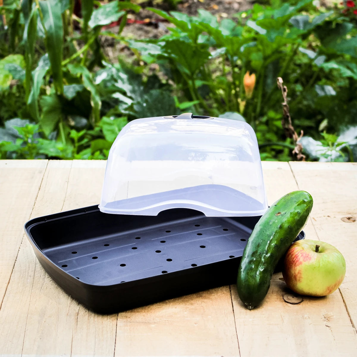 Anzucht Gewächshaus