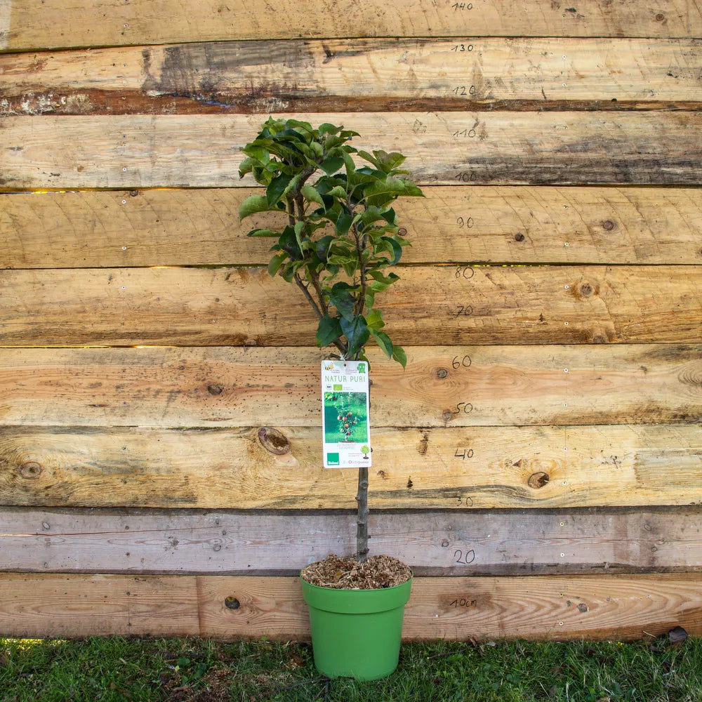 Zwergapfelbaum Zwergenstar mit roten Äpfeln im Kübel, kompakter Wuchs, ideal für Balkon und Terrasse