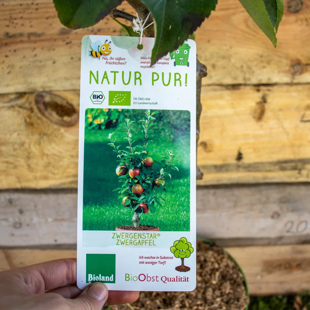 Apfel Zwergenstar label