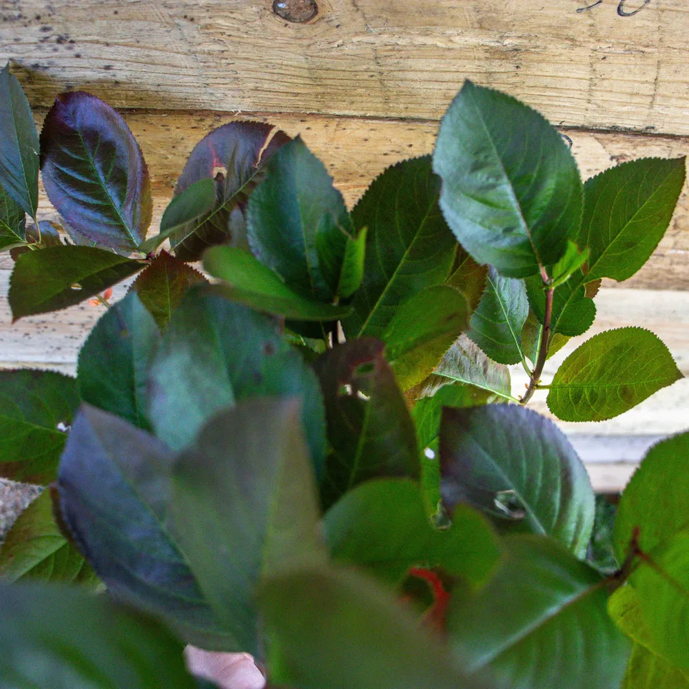 Aronia_Busch_Nero_detail_2