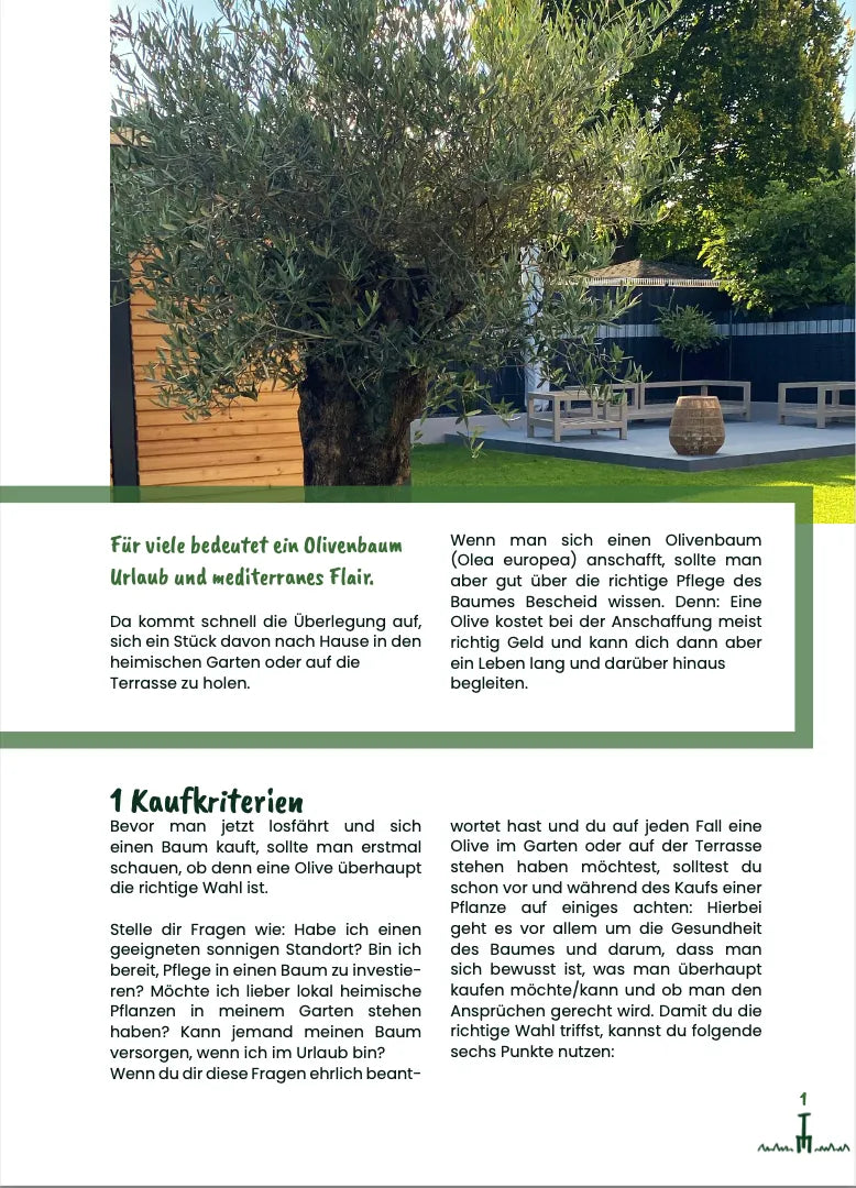Der Olivenbaum Guide von Kauf bis Pflege (PDF)