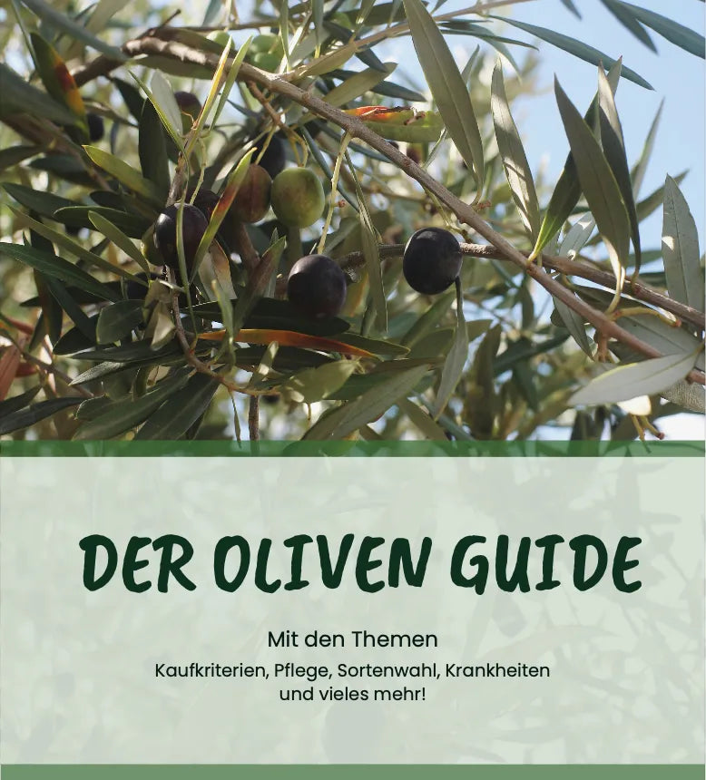 Der Olivenbaum Guide von Kauf bis Pflege
