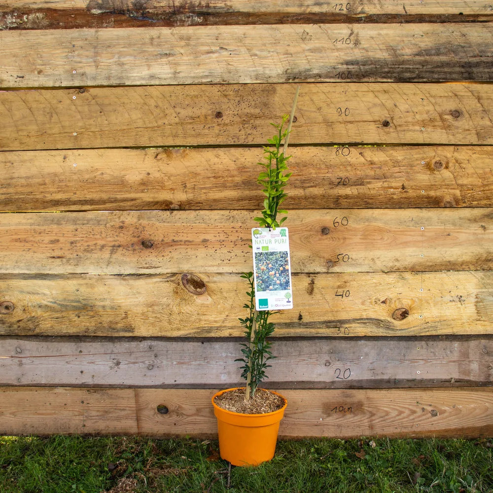 Dreiblättrige Bitterorange mit kleinen orangen Früchten und stacheligen Zweigen im Garten