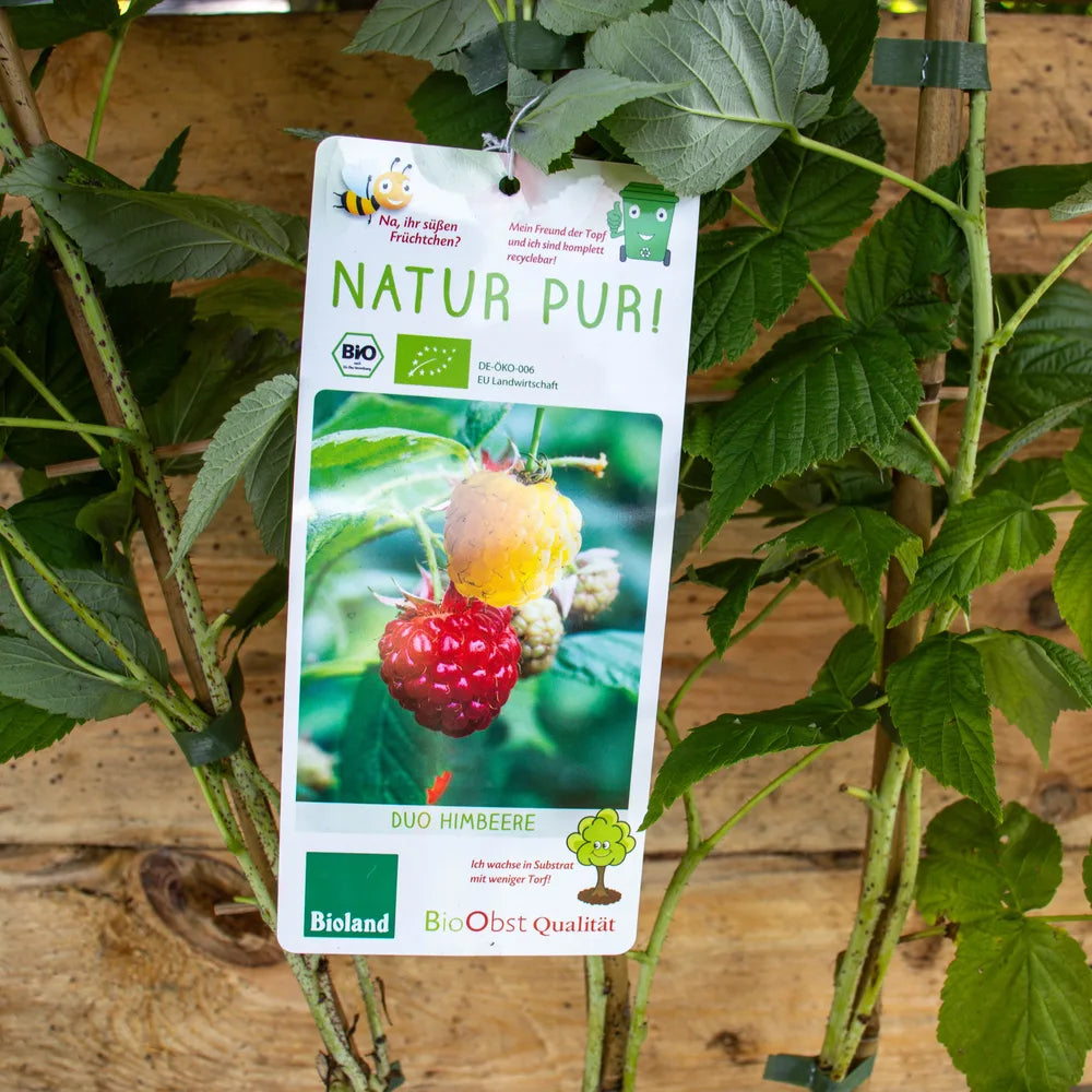 Duo Gelbe und Rote Himbeere label