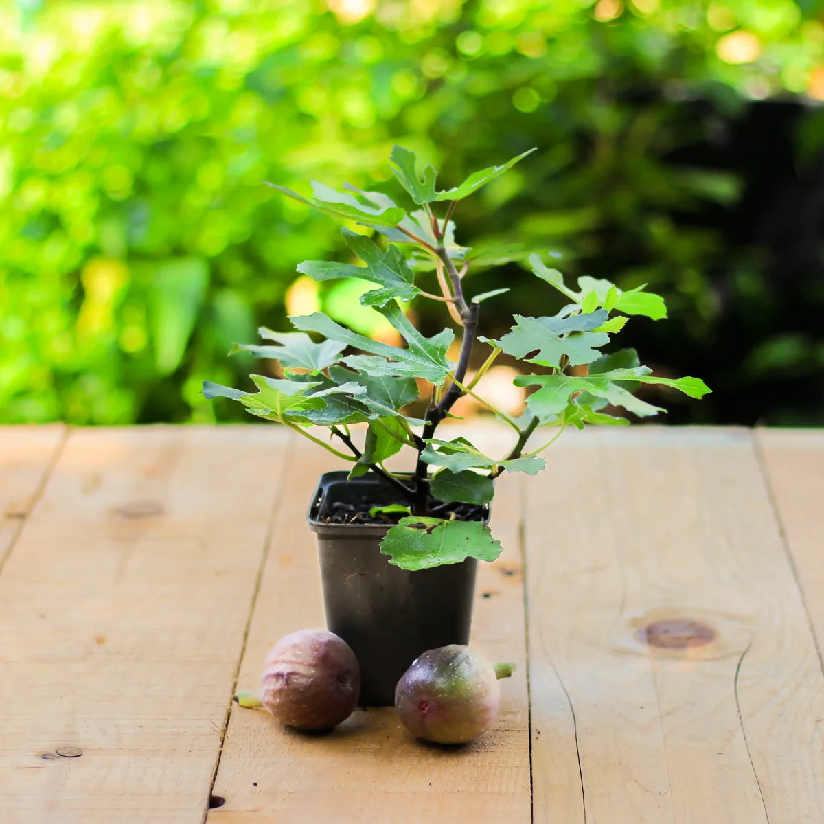 Kompakter Feigenbaum Little Miss Figgy mit purpurfarbenen Früchten, ideal für Kübel auf Terrasse oder Balkon