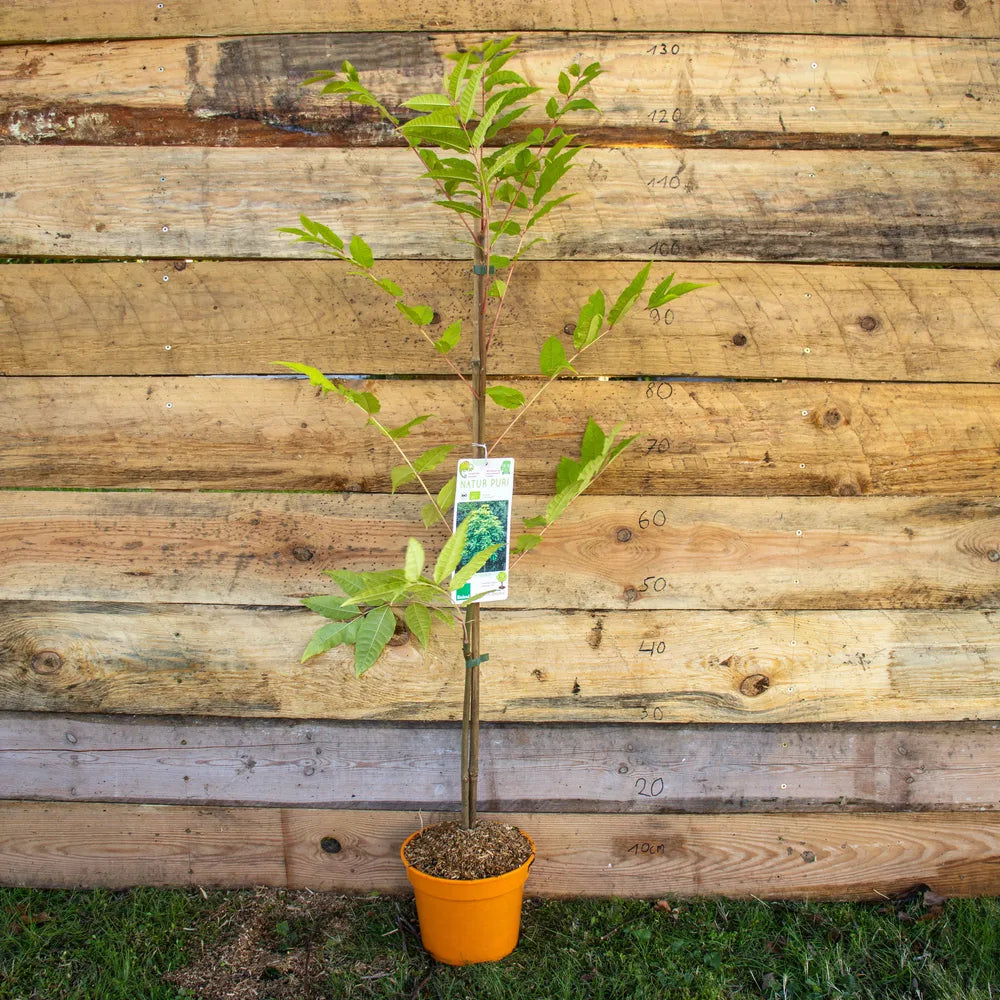 Toona sinensis – Chinesischer Gemüsebaum mit gefiederten, frischgrünen Blättern im Topf