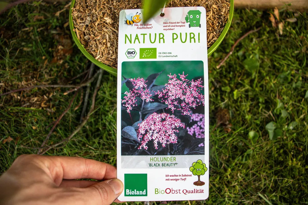 HolunderbuschBlackBeautylabel