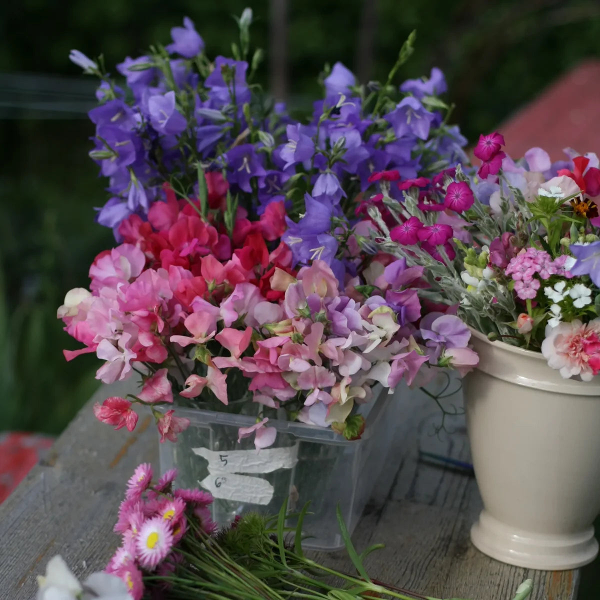 Duftwicken Samenmischung handverlesen aus Deutschland (Lathyrus odoratus) (ca. 25 Samen)