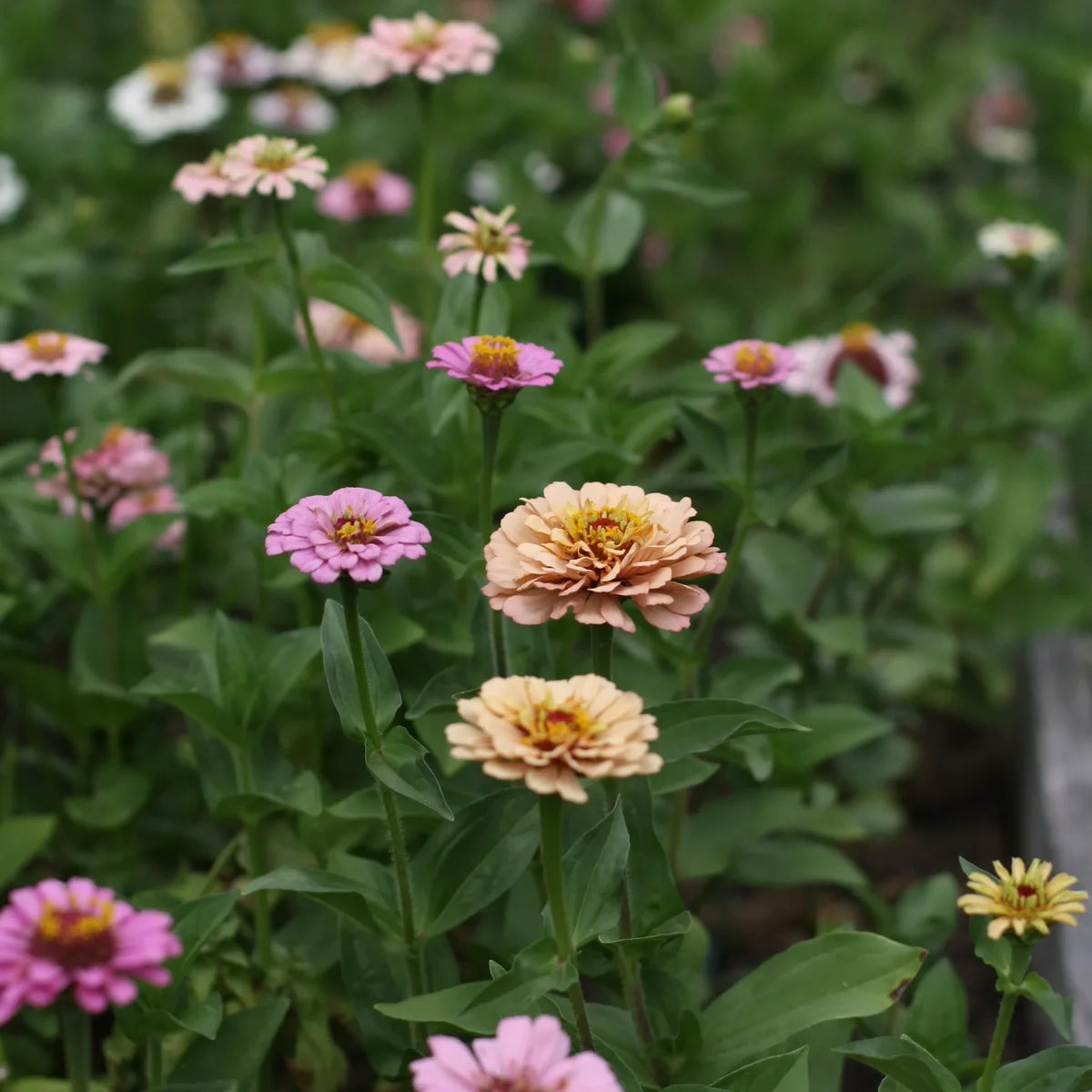 Zinnien Samenmischung handverlesen aus Deutschland (Zinnia elegans) (ca. 50 Samen)
