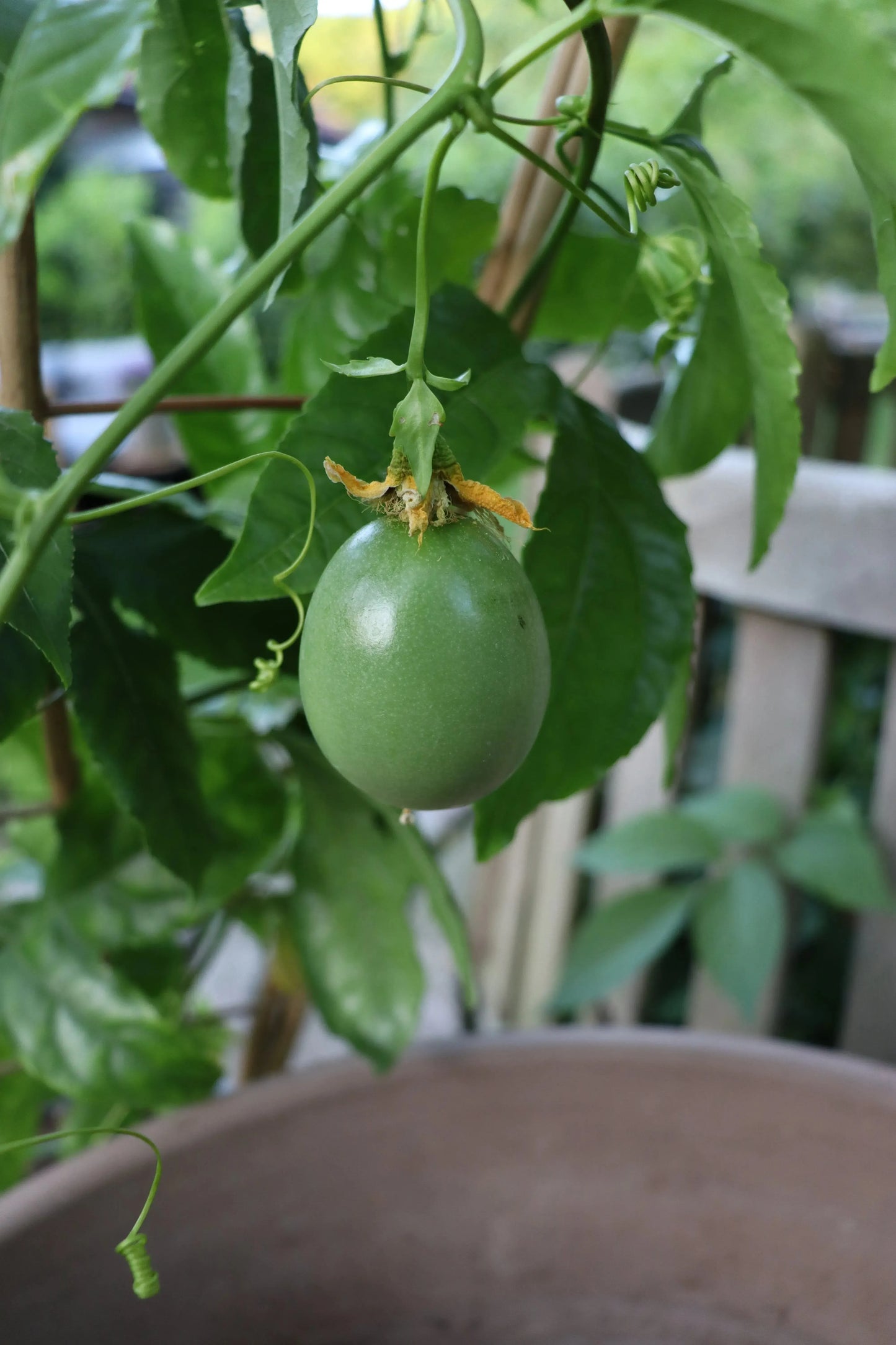 Maracuja Pflanze "Suntropics"