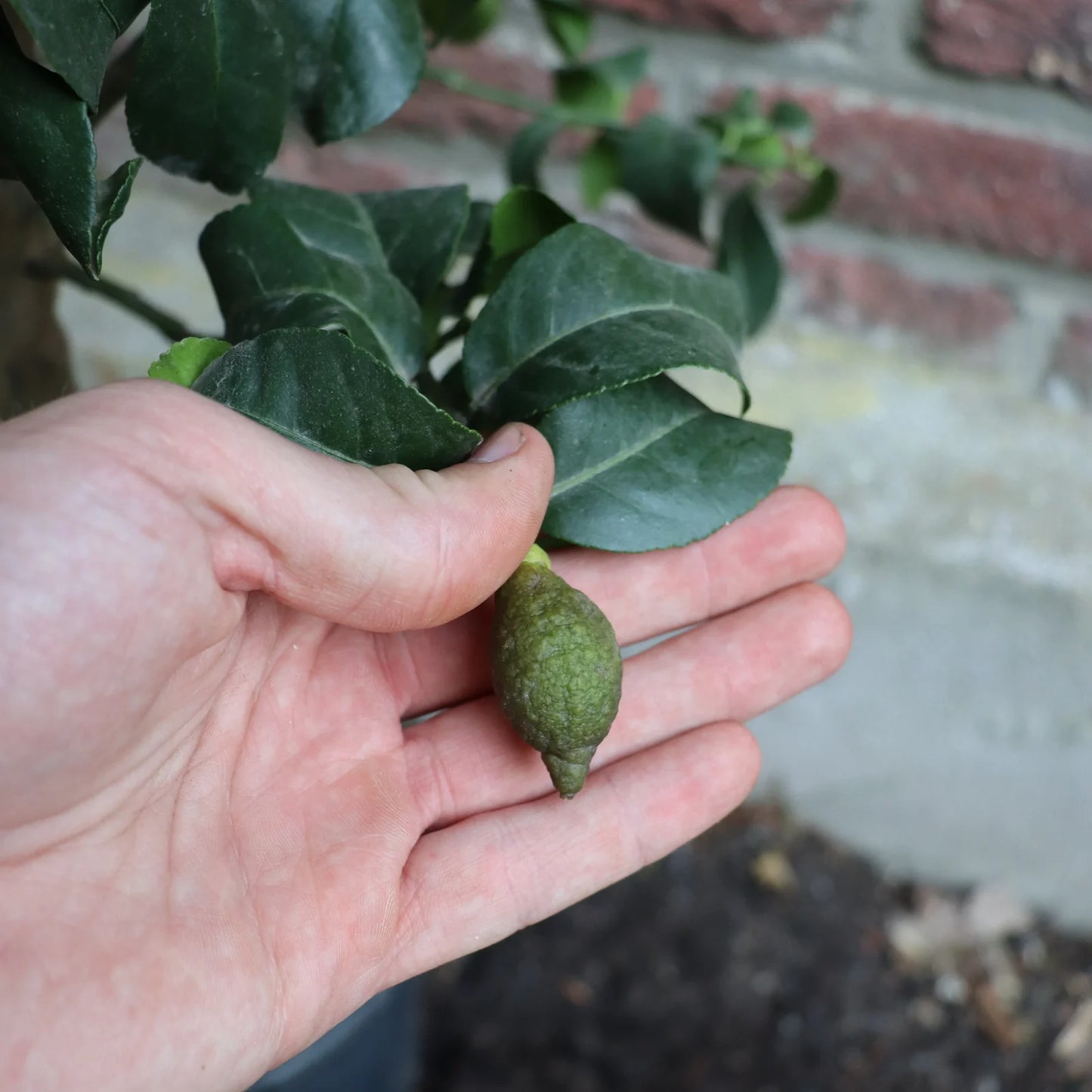 Zitronenbaum – Mediterranes Flair für Zuhause