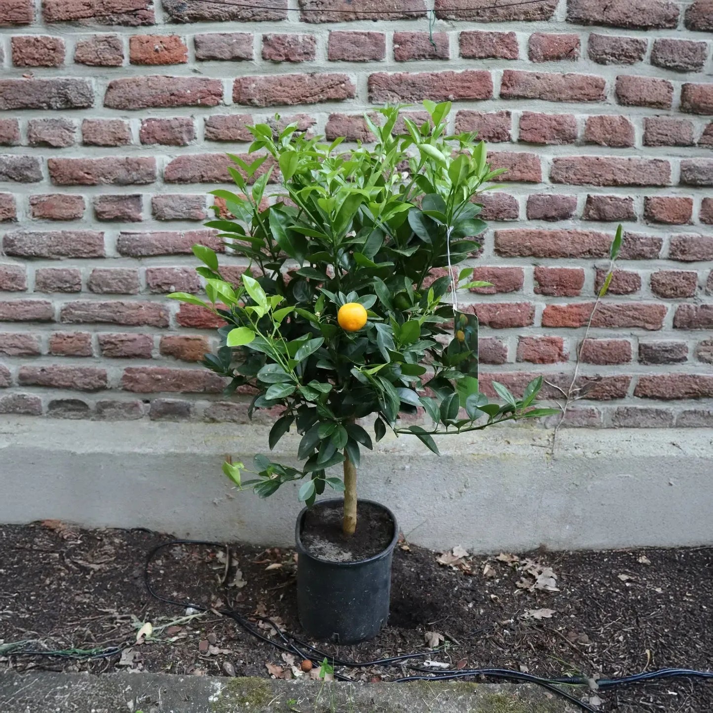 Calamondin mit leuchtend orangen Minifrüchten und glänzend grünem Laub – kompakte Zitruspflanze im Topf