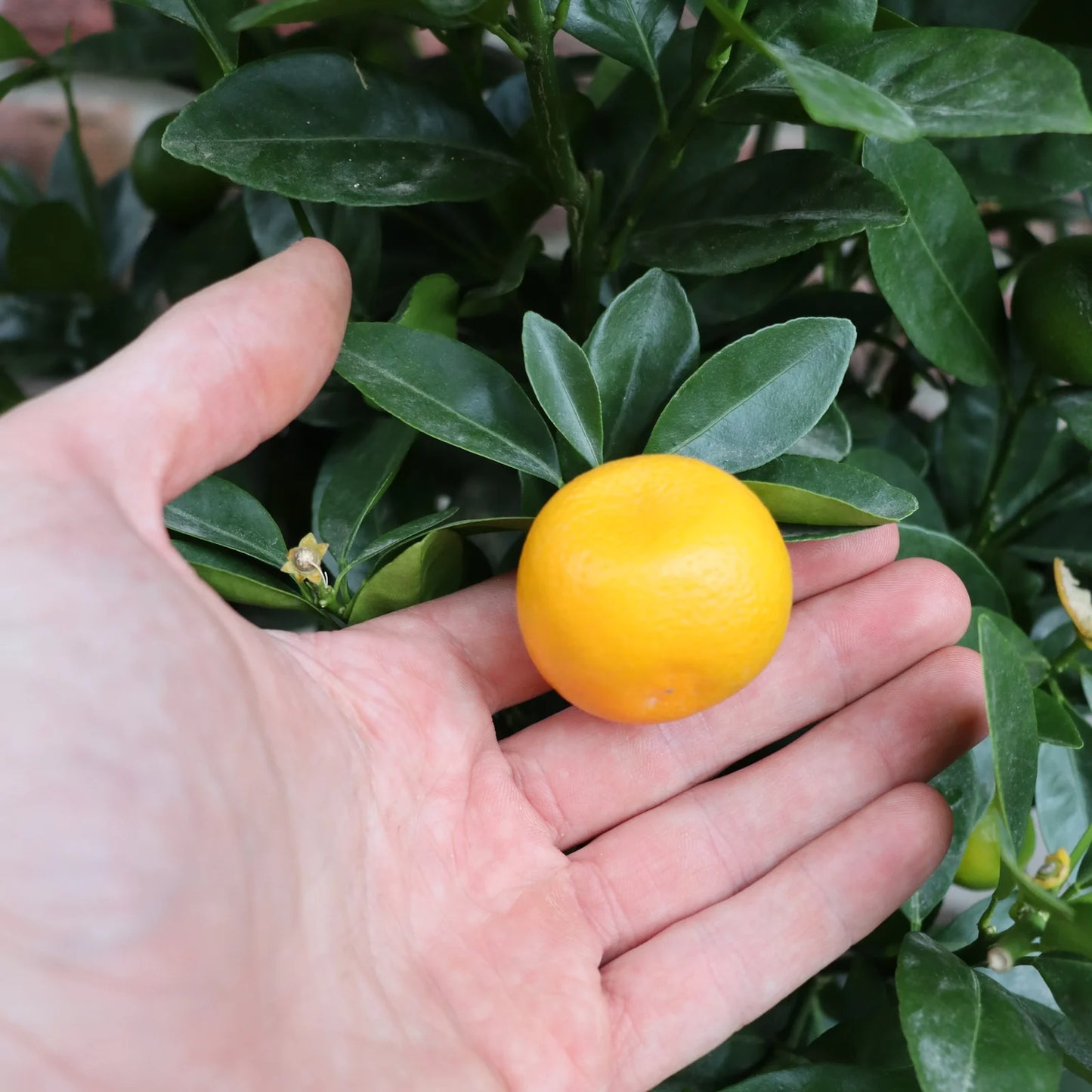 Calamondin – Zierliche Zitruspflanze mit Fruchtzauber