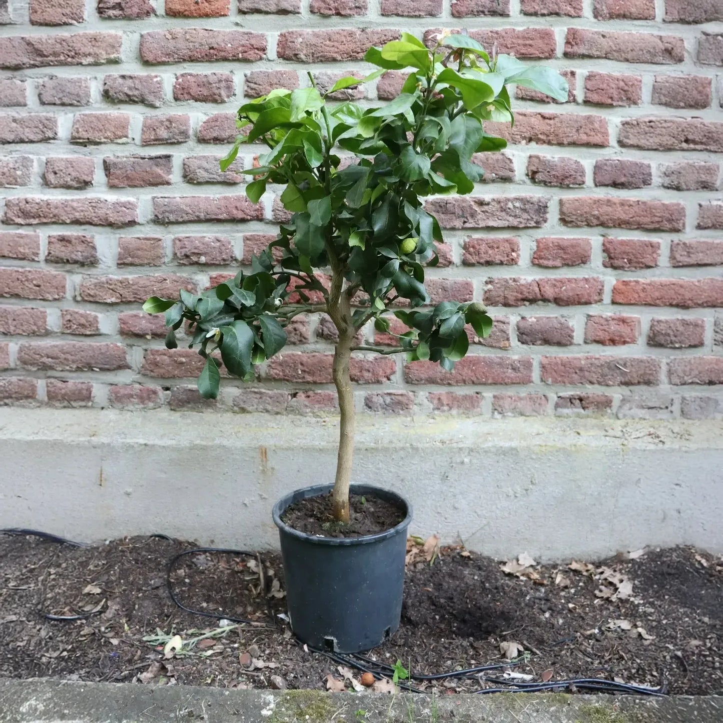 Zitronenbaum mit glänzend grünem Laub und leuchtend gelben Zitronen im Topf