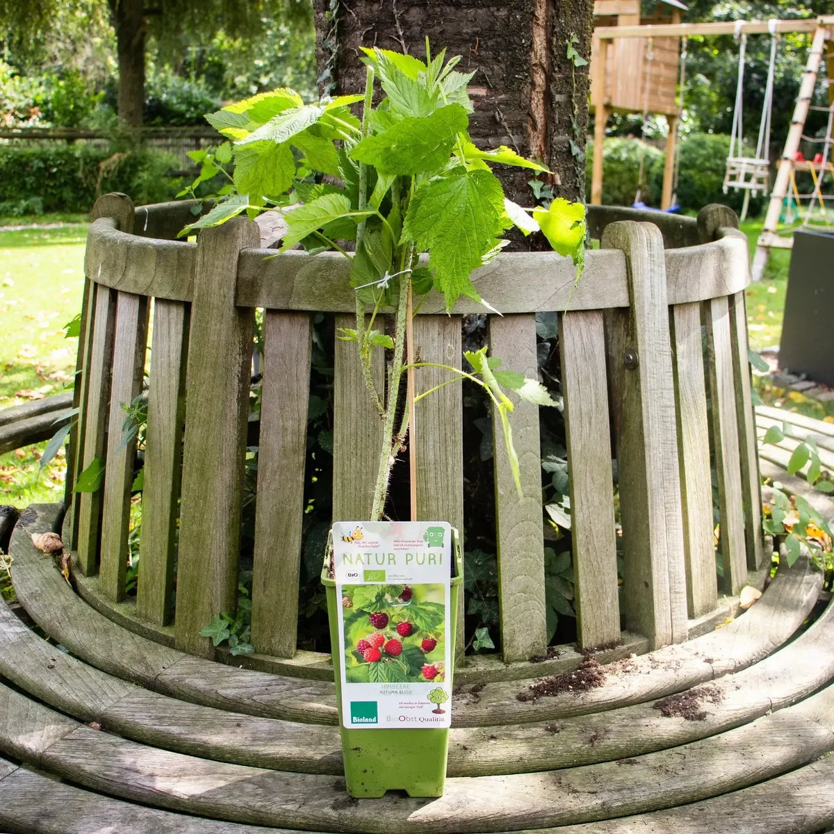 Herbsthimbeere Autumn Bliss mit roten Beeren an grünen Ruten – aromatische Sorte für Garten und Balkon