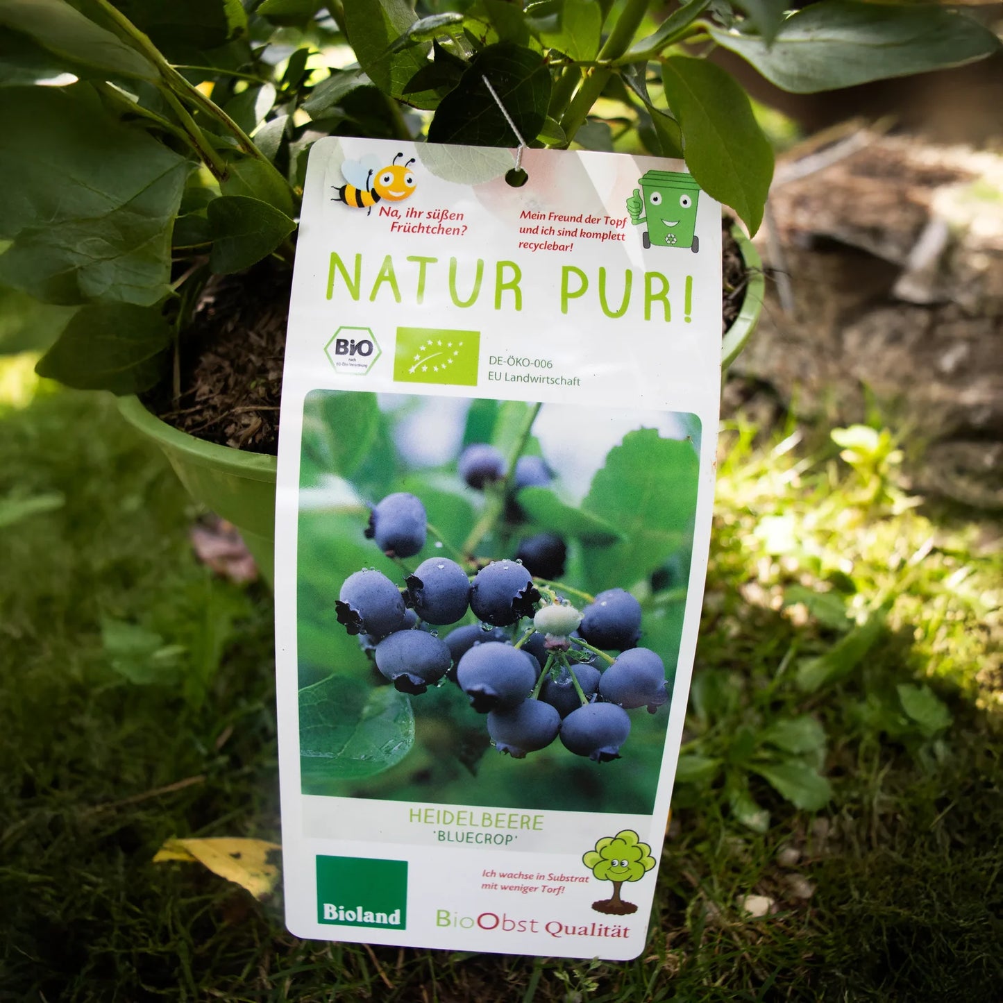 Heidelbeere - Bluecrop – die bewährte Klassikerin unter den Blaubeeren