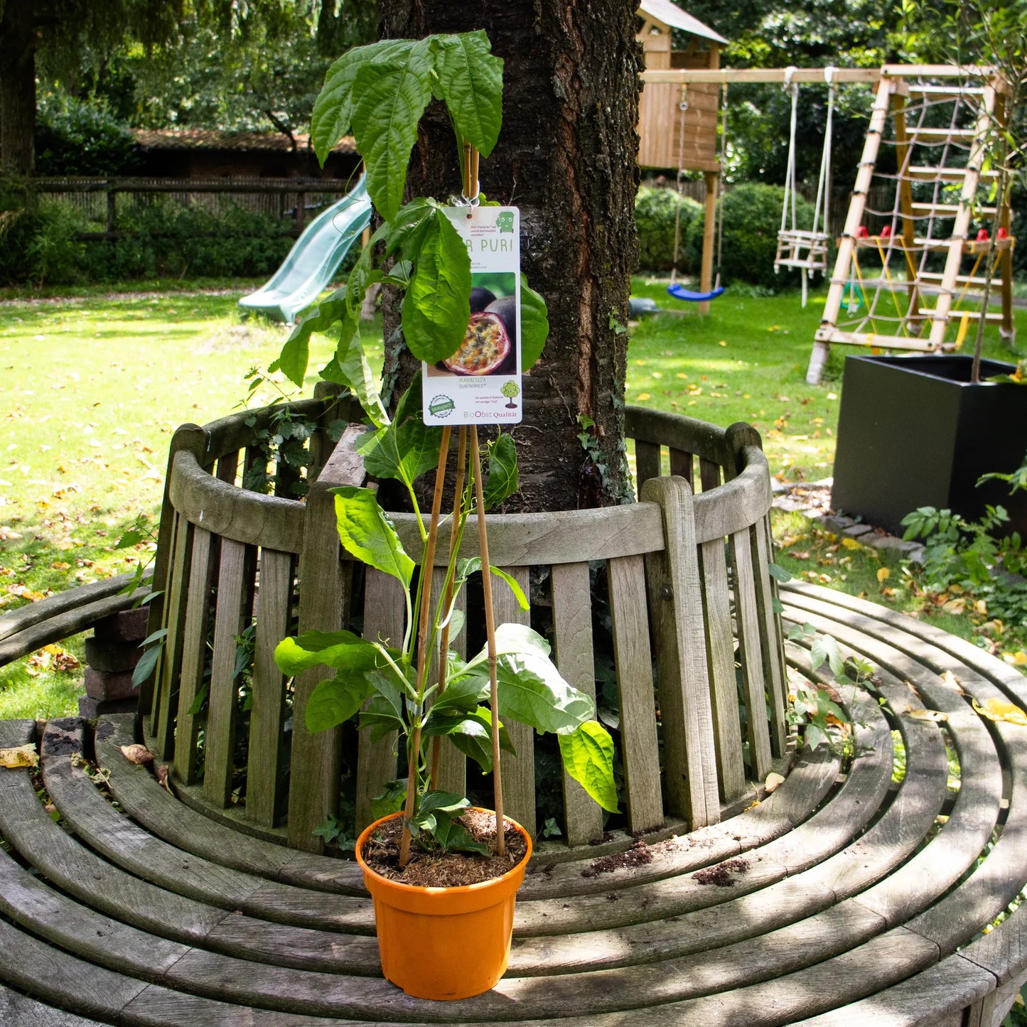 Maracuja Pflanze "Suntropics"