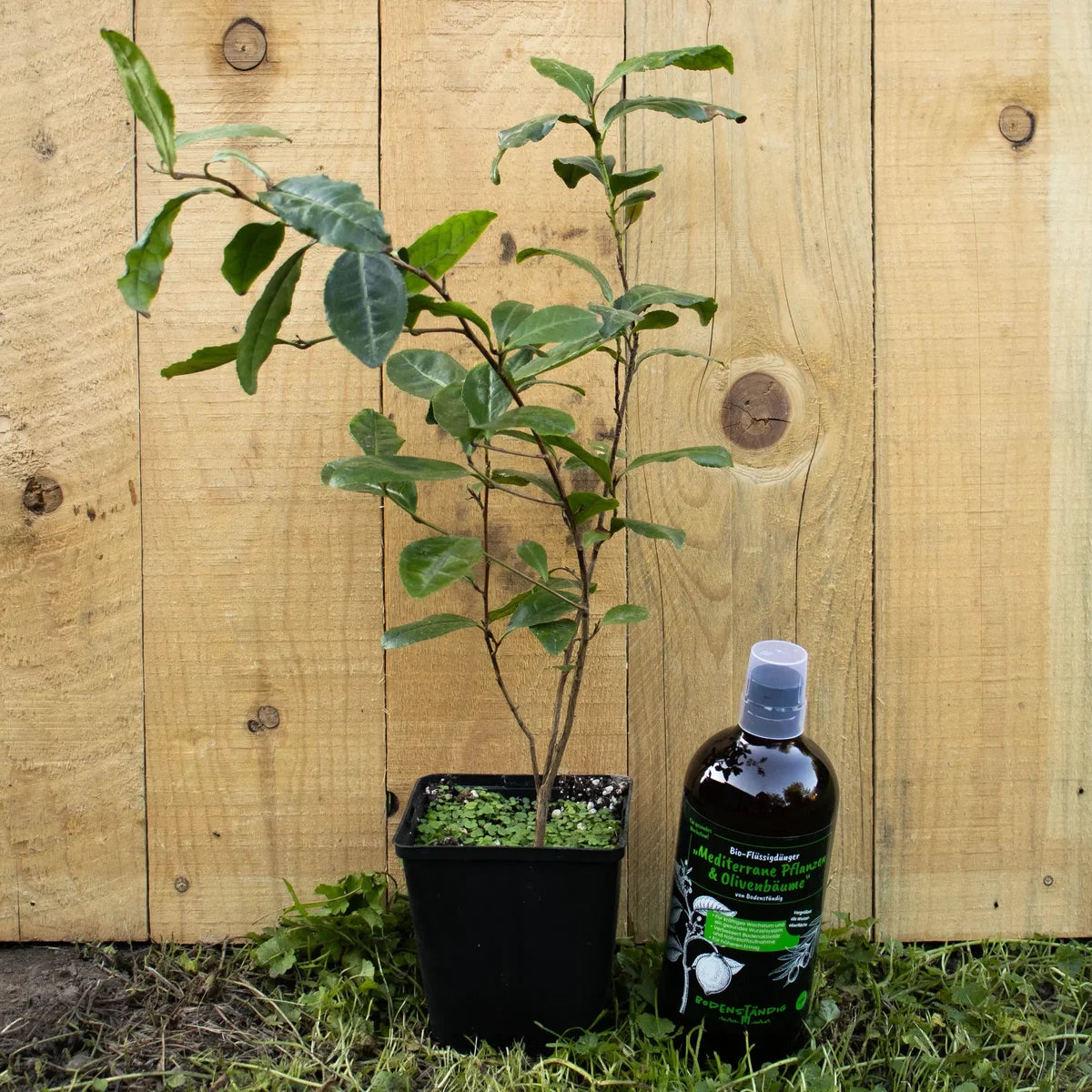Tee-Komplettset 'Longjing 43' — Pflanze, Dünger & Stofftopf