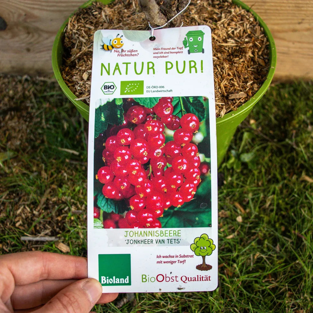 Johannisbeere Jonkheer van Tets