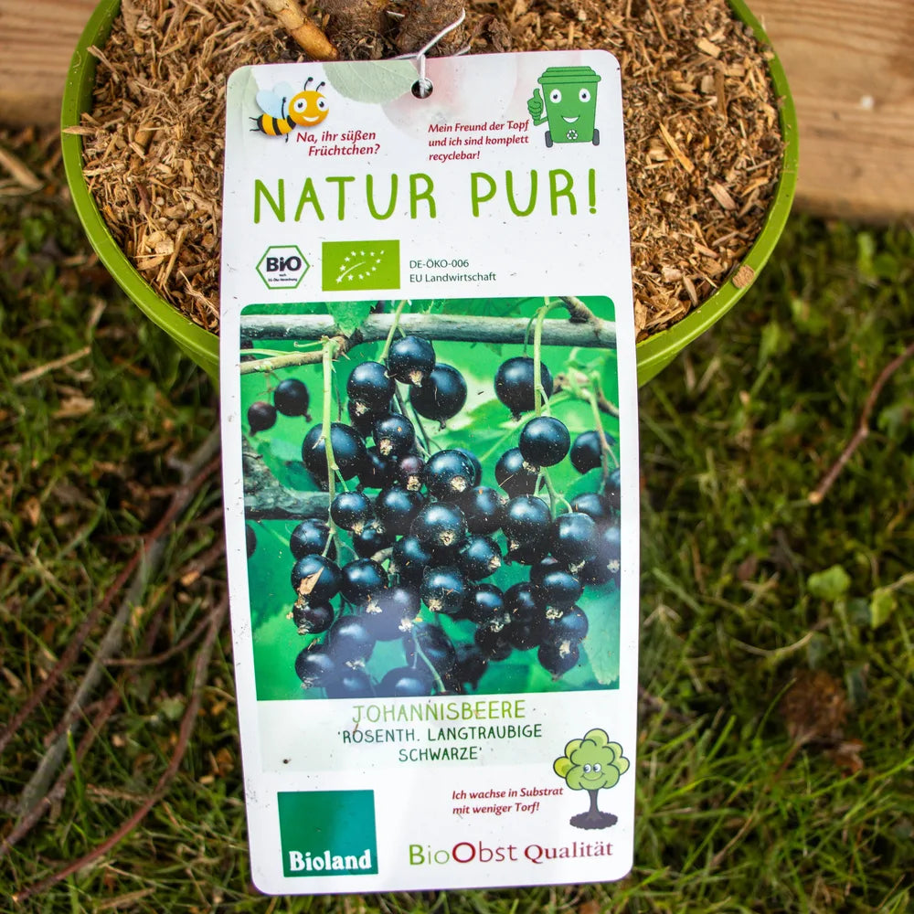 Johannisbeere Rosenthals Langtraubige Schwarze label