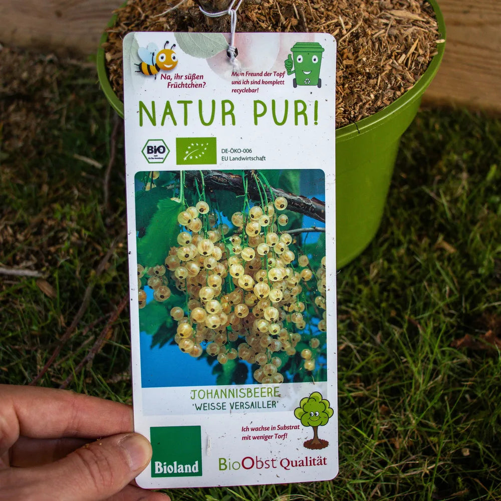 Johannisbeere Weisse Versailler