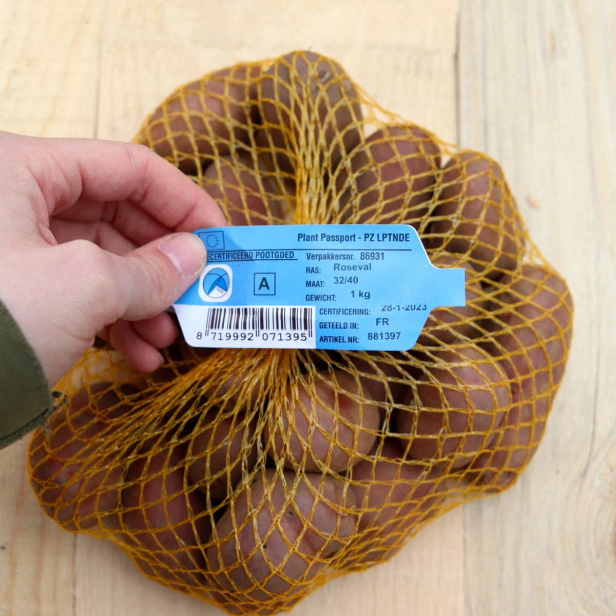 Pflanzkartoffel Roseval