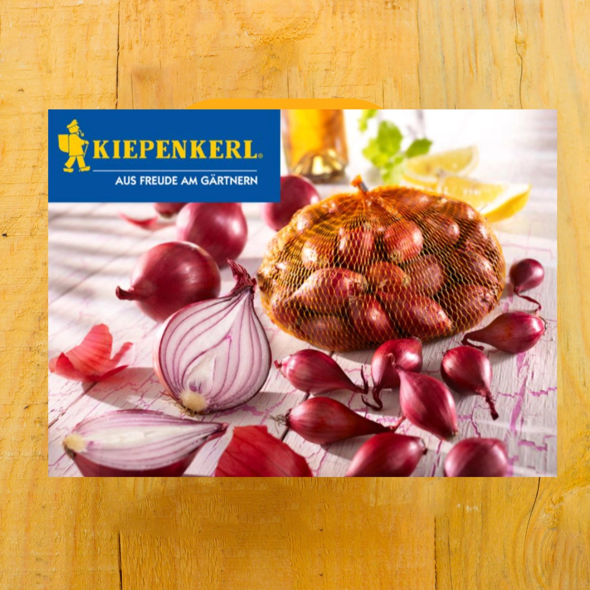 Rote Steckzwiebel Akado