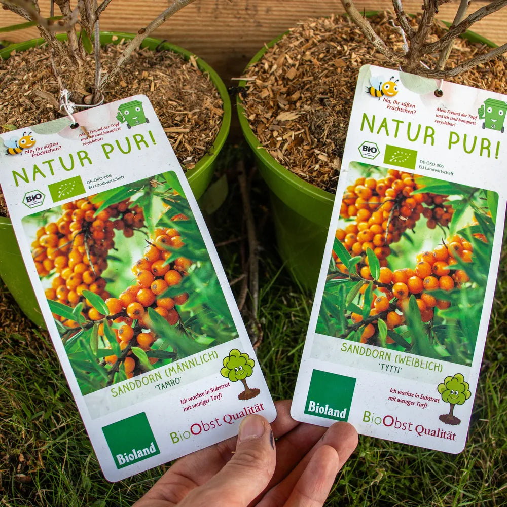 Sanddorn Tytti und Tamro label