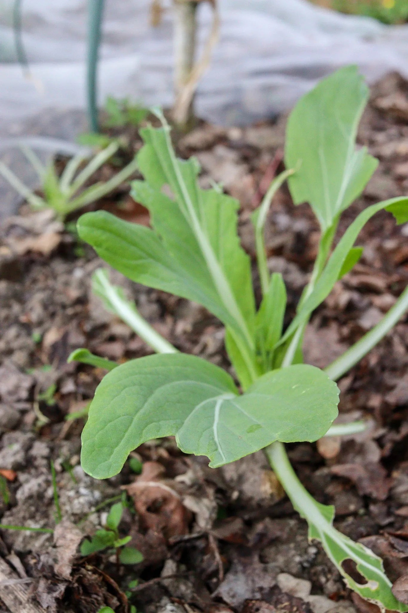 Schneckenkragen 12er Pack | Schneckenschutz