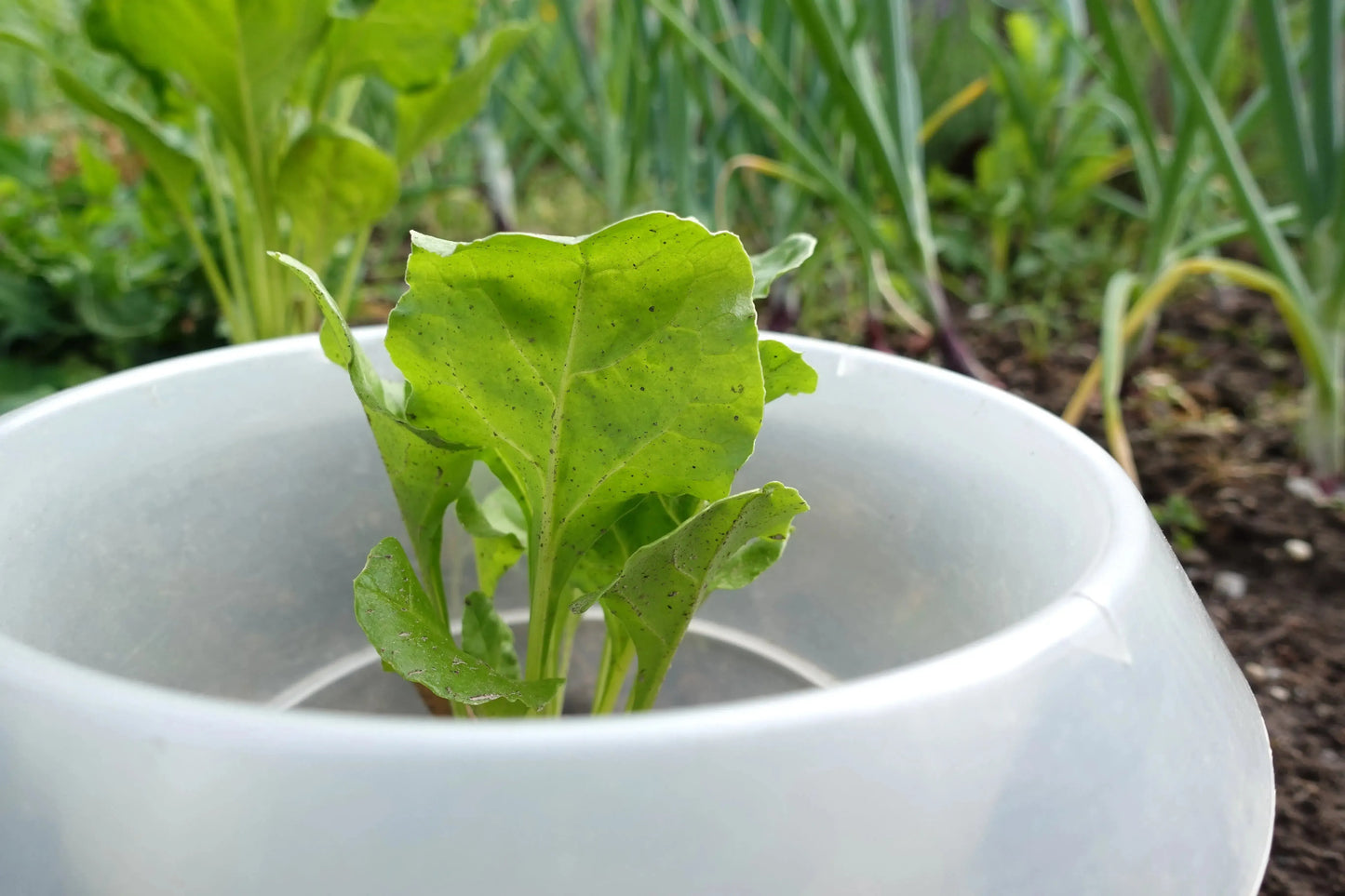 Schneckenkragen Wachstumshaube/ Gewächshaus 12er Set