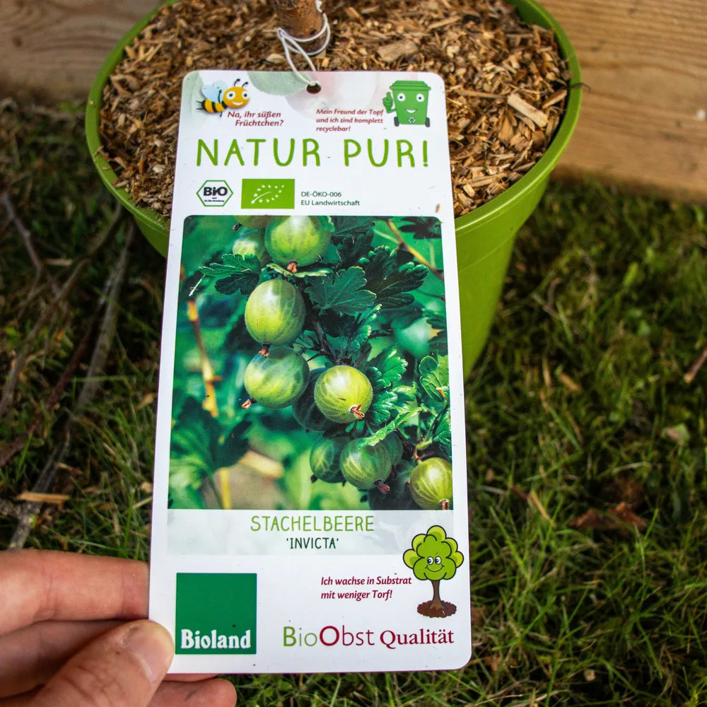 Stachelbeere Invicta label