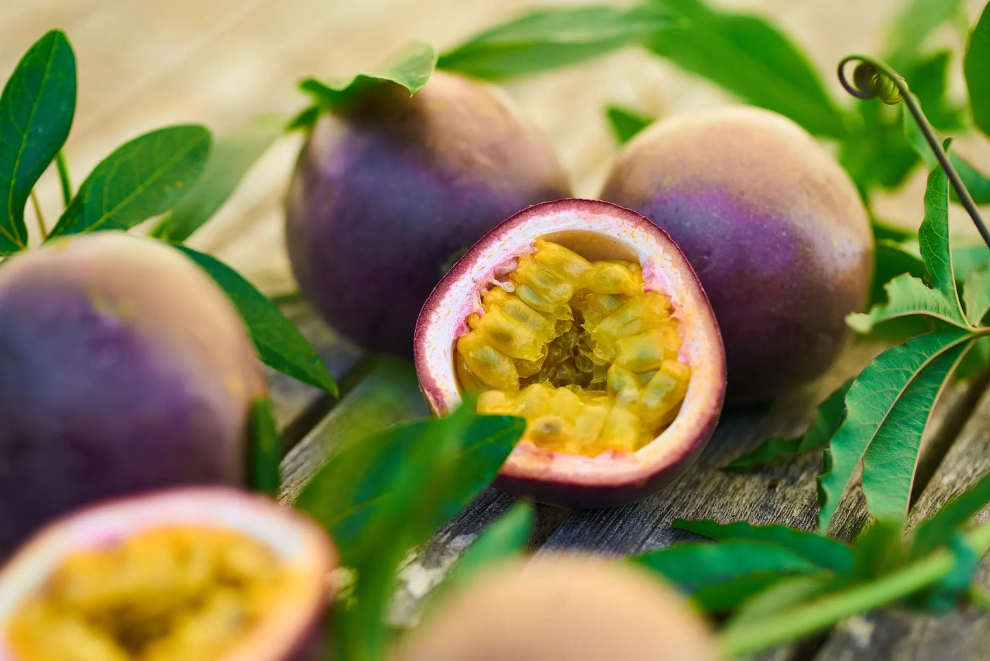 Maracuja Pflanze "Suntropics"