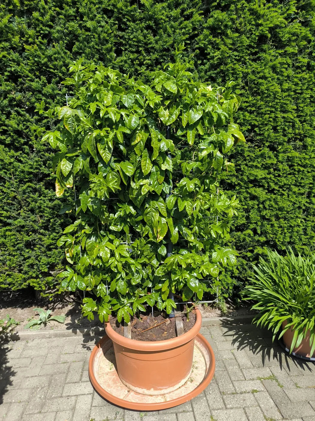 Maracuja Pflanze "Suntropics"