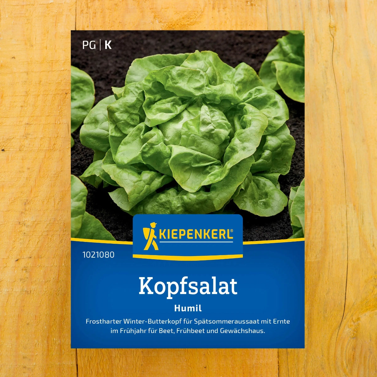 Winterkopfsalat 'Nansen's Noordpool'