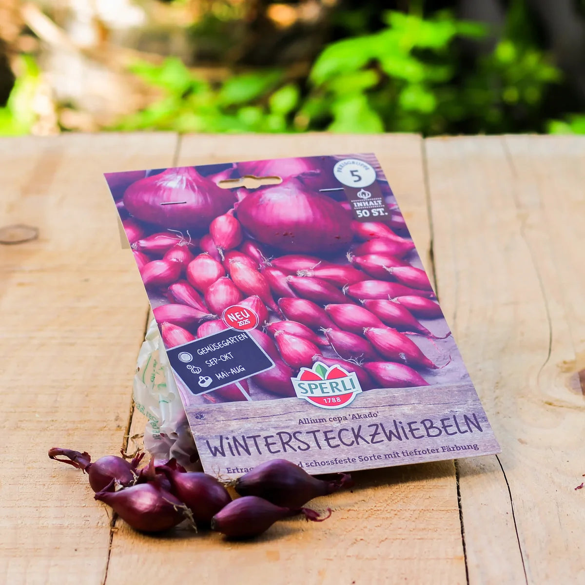 Wintersteckzwiebel Rote Winter