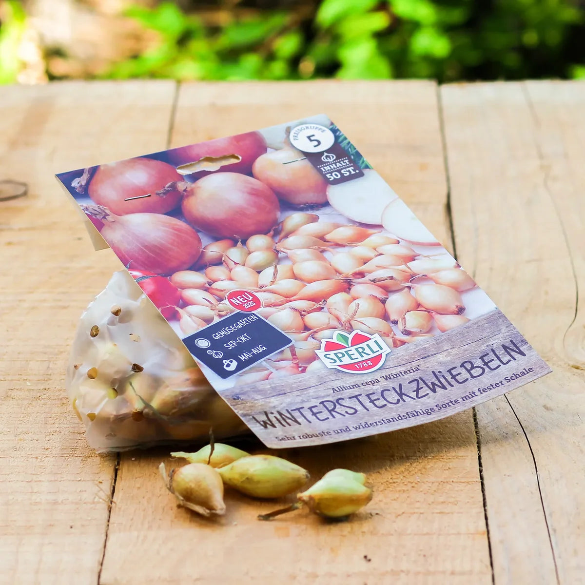 Wintersteckzwiebel Winteria