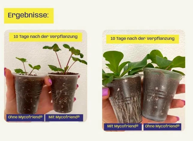 Wurzelaktivator Mycofriend