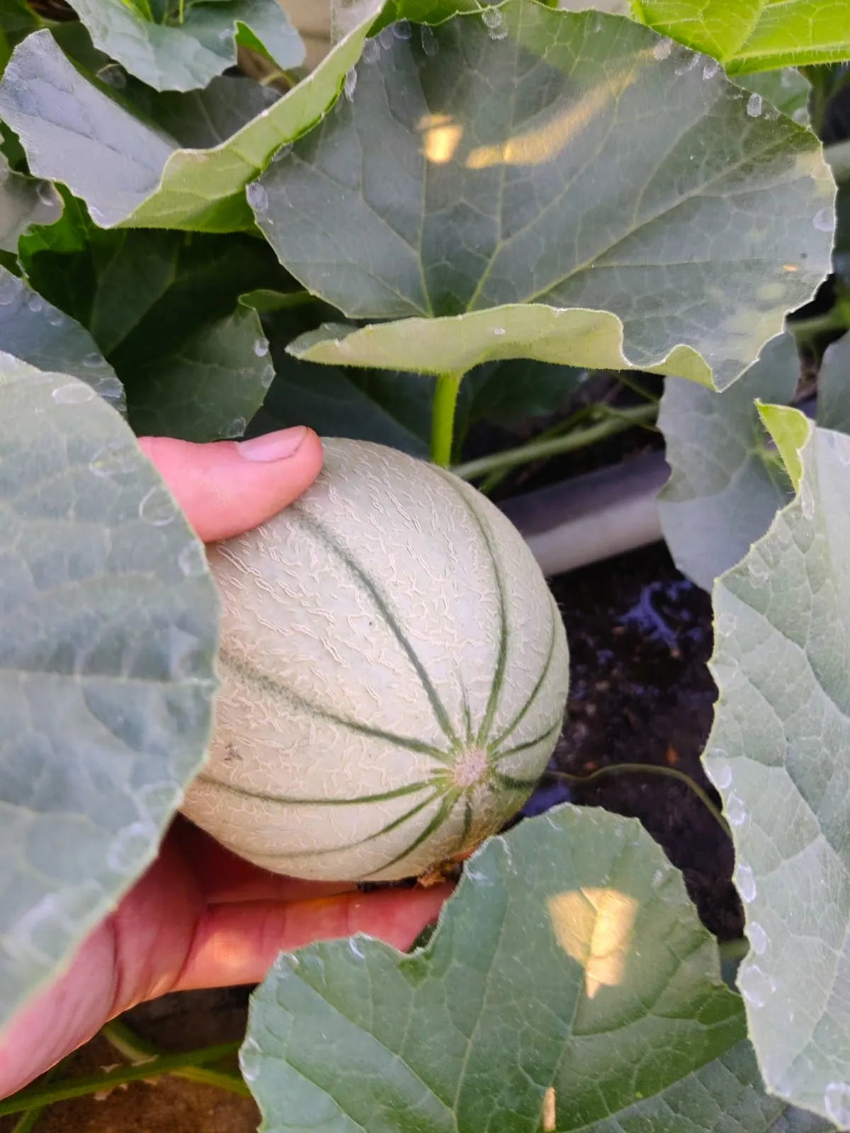 BIO Zuckermelone Charentaise