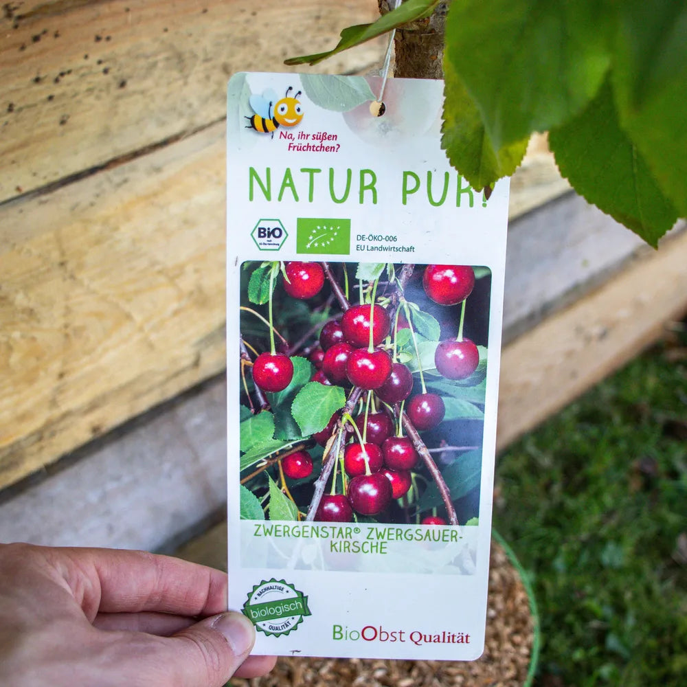 Zwergsauerkirsche Zwergenstar label