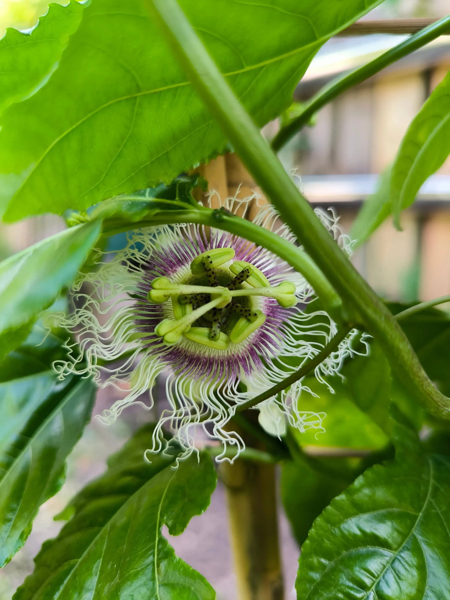 Maracuja Pflanze "Suntropics"