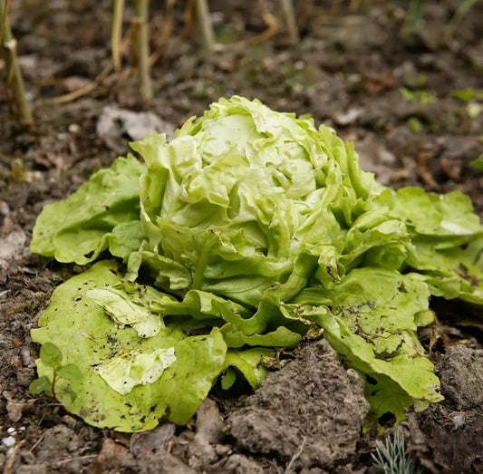 Effektiv Nacktschnecken bekämpfen!