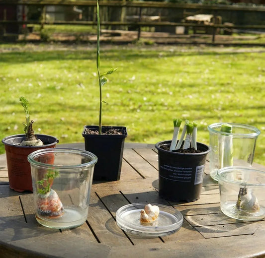 Regrowing statt weg werfen!