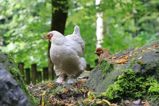 Die Hühnerhaltung als spannendes Hobby