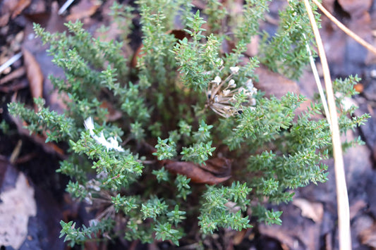Thymian selber aussäen, das geht!