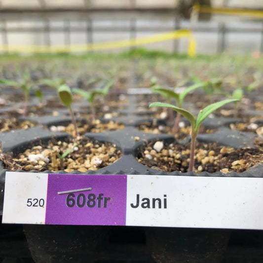 Aussaat-Tipps und Jungpflanzenanzucht 