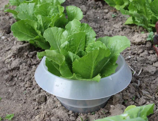 Schnecken im Garten bekämpfen – Effektive Methoden für einen schneckenfreien Garte
