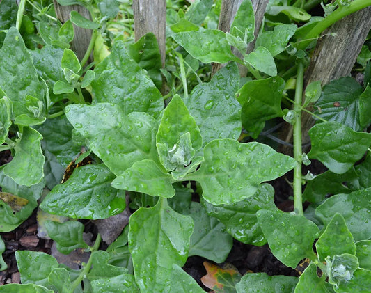 Pflanzenempfehlung | Neuseeländerspinat (Tetragonia tetragonioides)