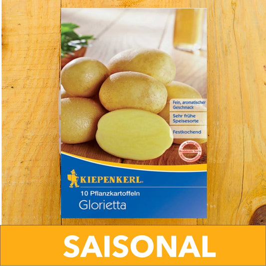Pflanzkartoffel Agria, 10 Stück