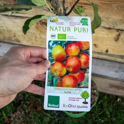 Apfel Elstar label