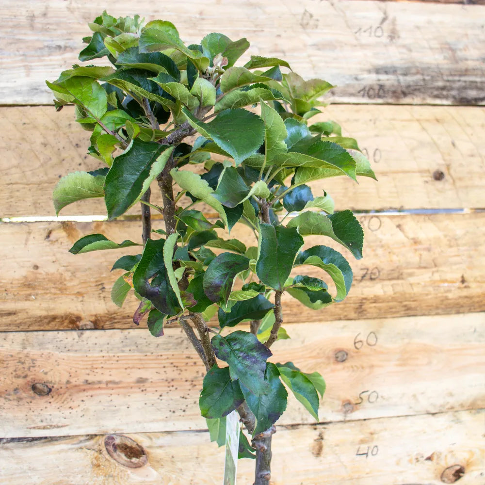 Apfel Zwergenstar detail